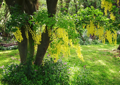 Tudor Lodge Garden